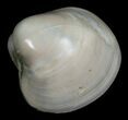 Polished Fossil Clam - Small Size #5288-1